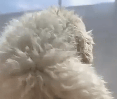 La máquina pasando suave por el pelo de un perrito